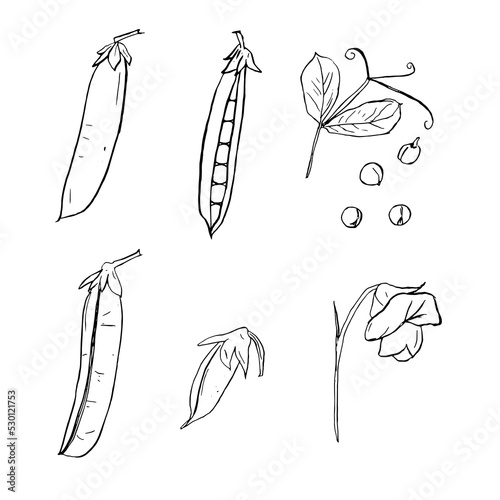 Green Peas. Hand drawn pea illustration. Organic fresh farm food engraving peas isolated on white background. Hand drawn peas in sketch etch style