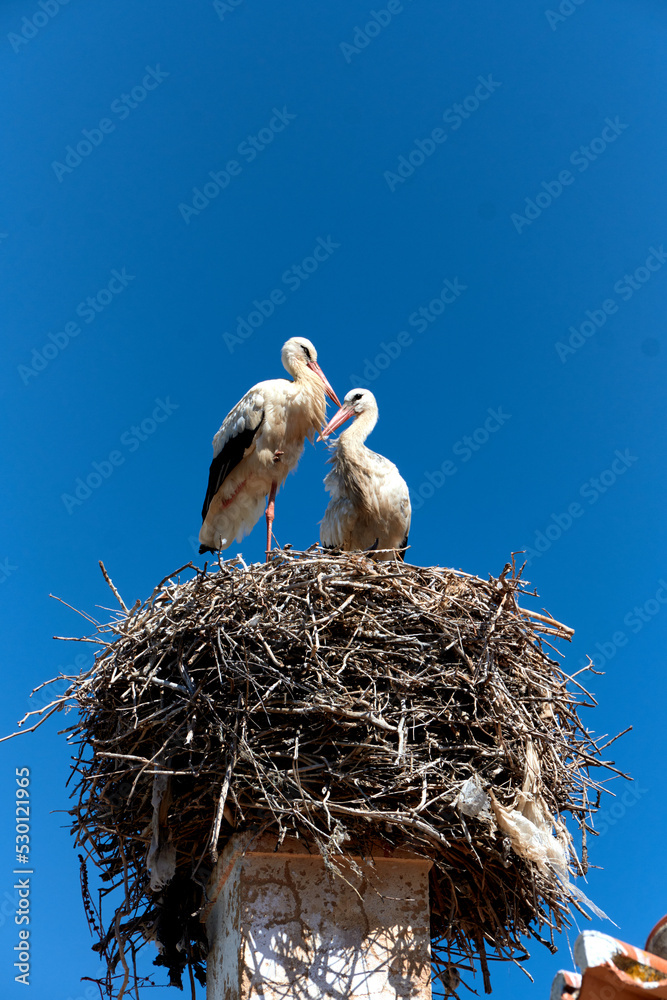 Fototapeta premium stork on a chimney in Olhao, Algarve, Portugal