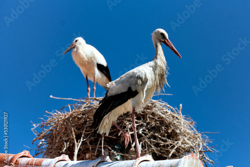 stork and nest on the chimney of an abandoned factory in Olhao, Algarve, Portugal