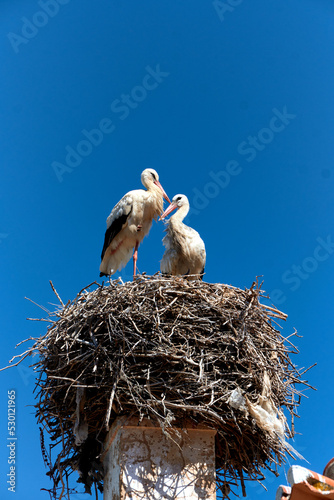 stork on a chimney in Olhao, Algarve, Portugal