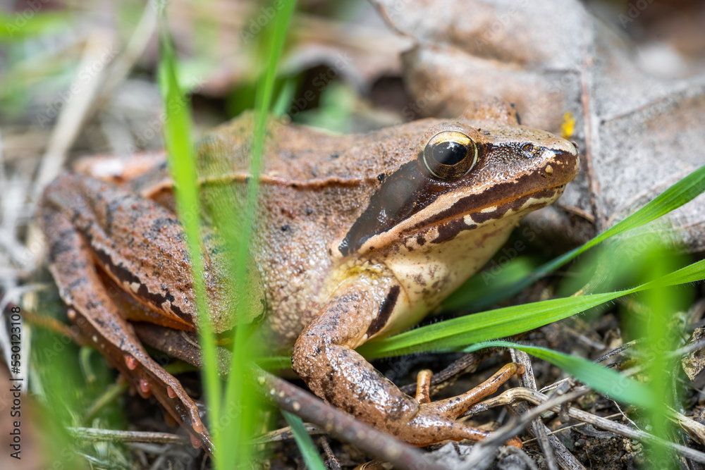 Meadow frog Rana temporaria belonging to the Ranidae family Meadow frog Rana temporaria belonging to the Ranidae family