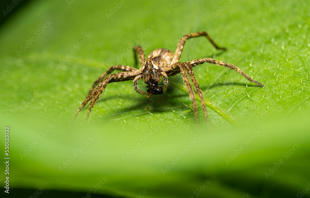 Cross spider Araneus Diadematus on a green leaf in a meadow Cross spider Araneus Diadematus on a green leaf in a meadow