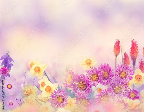 Colorful flowers in the garden