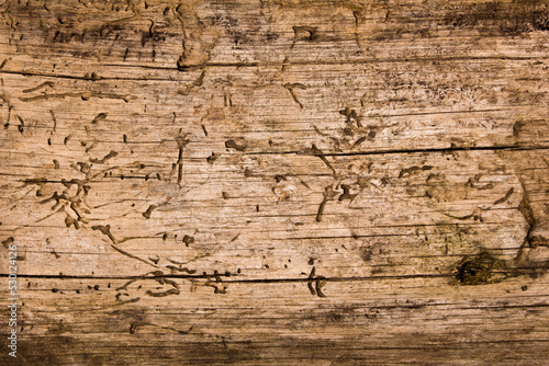 Schilderij op canvas old bark