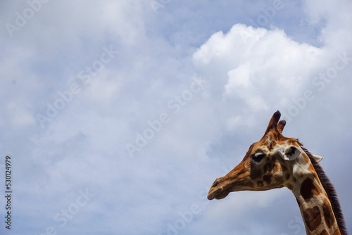 Canvas Print Giraffe In Profile