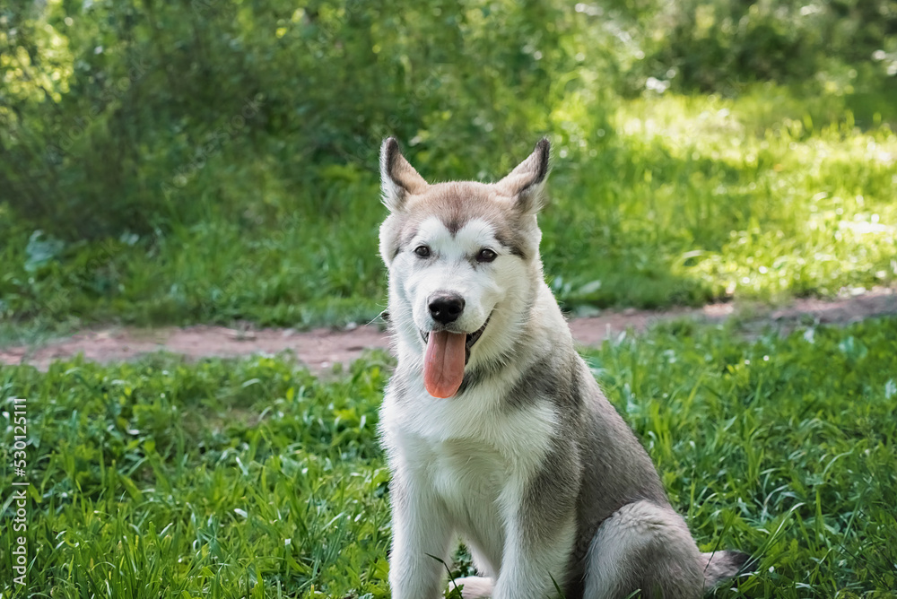 a young cheerful malamute puppy sits during a walk in the forest, in the park, selective focus