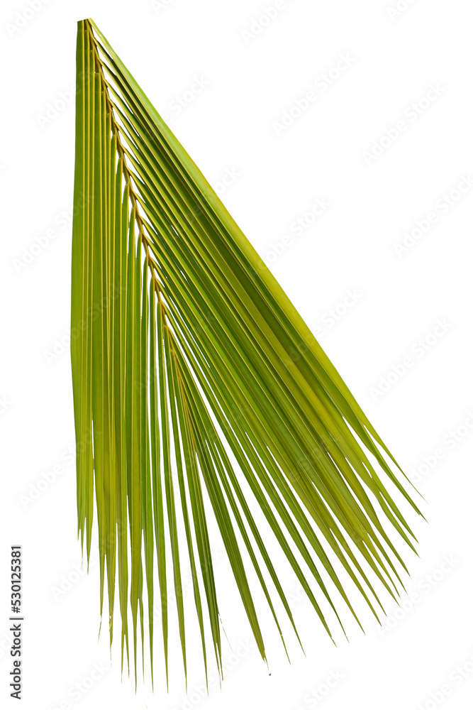 Obraz premium Coconut leaf