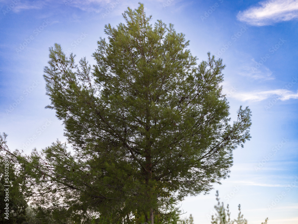 Obraz premium trees and sky
