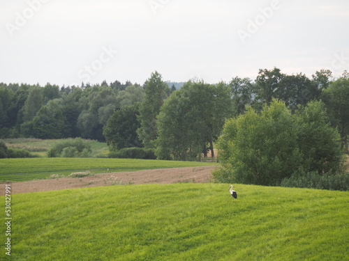 Fototapeta Naklejka Na Ścianę i Meble -  Bocian na łące, Mazury w Polsce