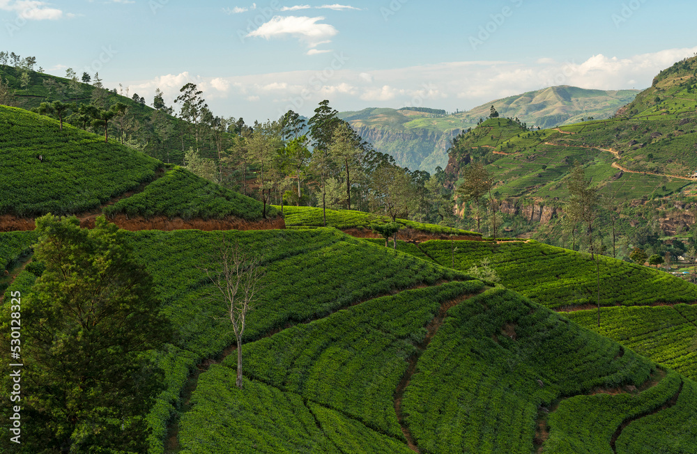 Tea field green hills on Sri Lanka