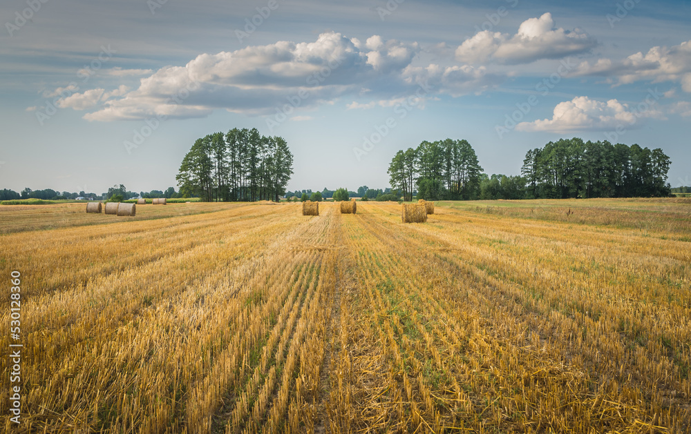 wheat field in the summer, Poland