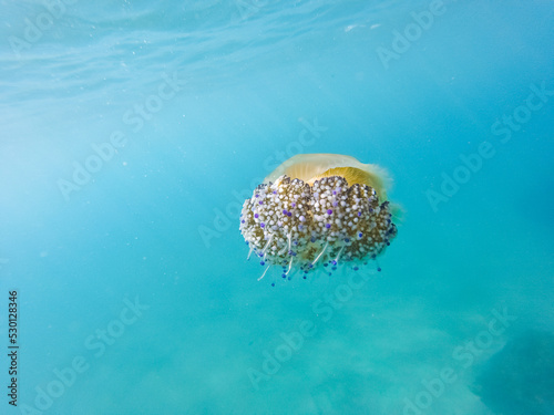 Beautiful fried egg jellyfish swimming underwater in the Mediterranean sea. Picture of cotylorhiza tuberculata animal