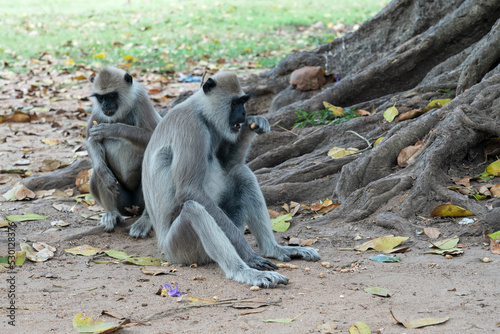 Couple of monkey animals, Sri Lanka © Travel Faery