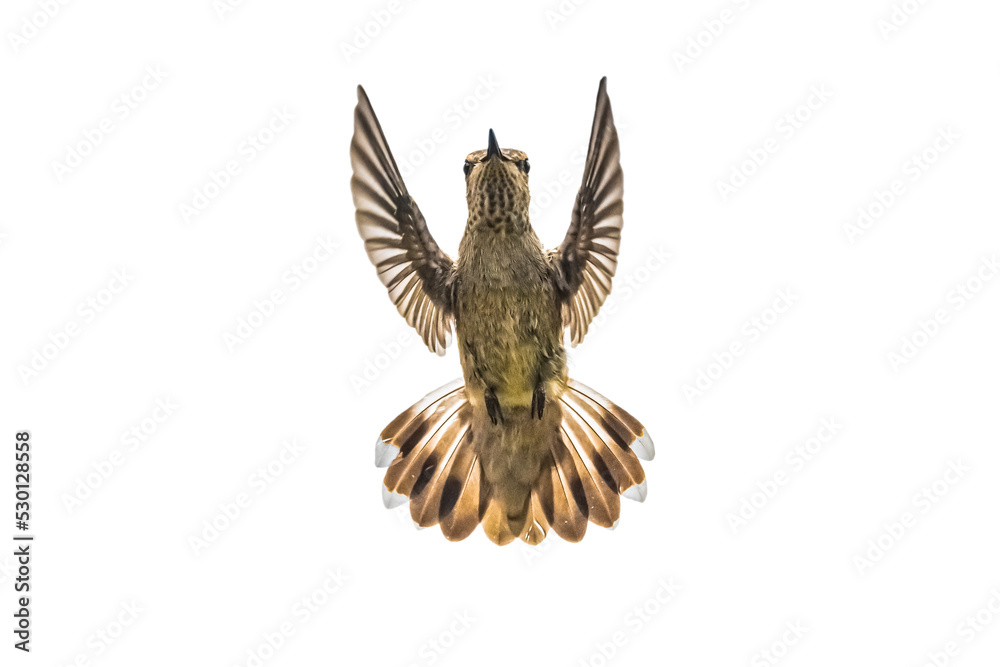 Black-Chinned Hummingbird (Archilochus alexandri) Photo, Head-on in Flight on a Transparent Background Black-Chinned Hummingbird (Archilochus alexandri) Photo, Head-on in Flight on a Transparent Background