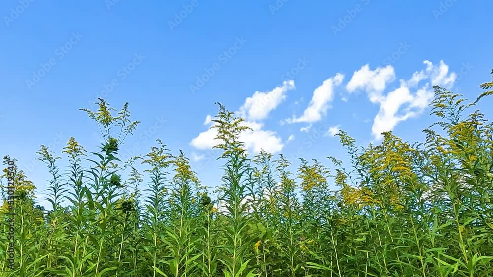 Goldenrod flower field against a blue sky with clouds in a sunny day. Sound of insects in a field of flowers Goldenrod flower field against a blue sky with clouds in a sunny day. Sound of insects in a field of flowers