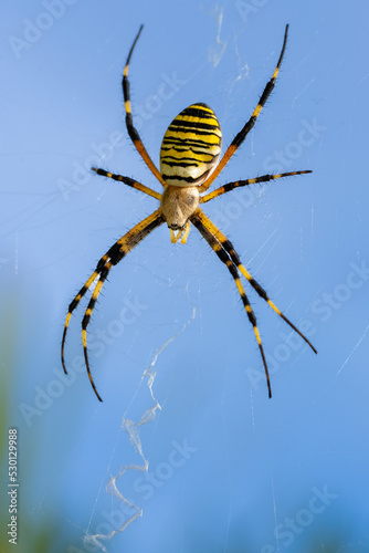 Wasp spider (Argiope bruennichi) waiting for prey in its web