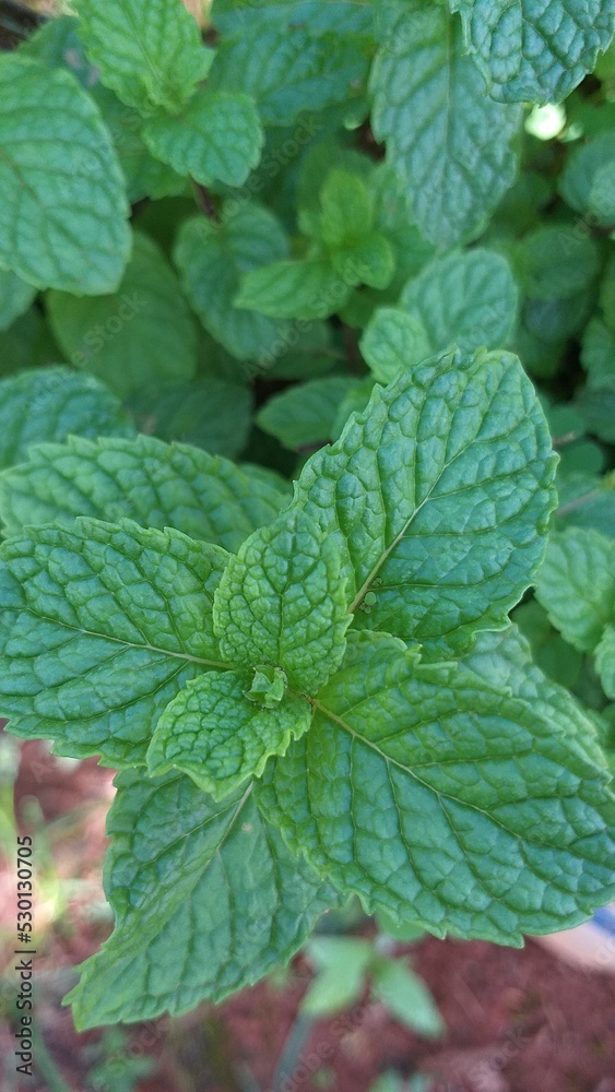 Mint Mint