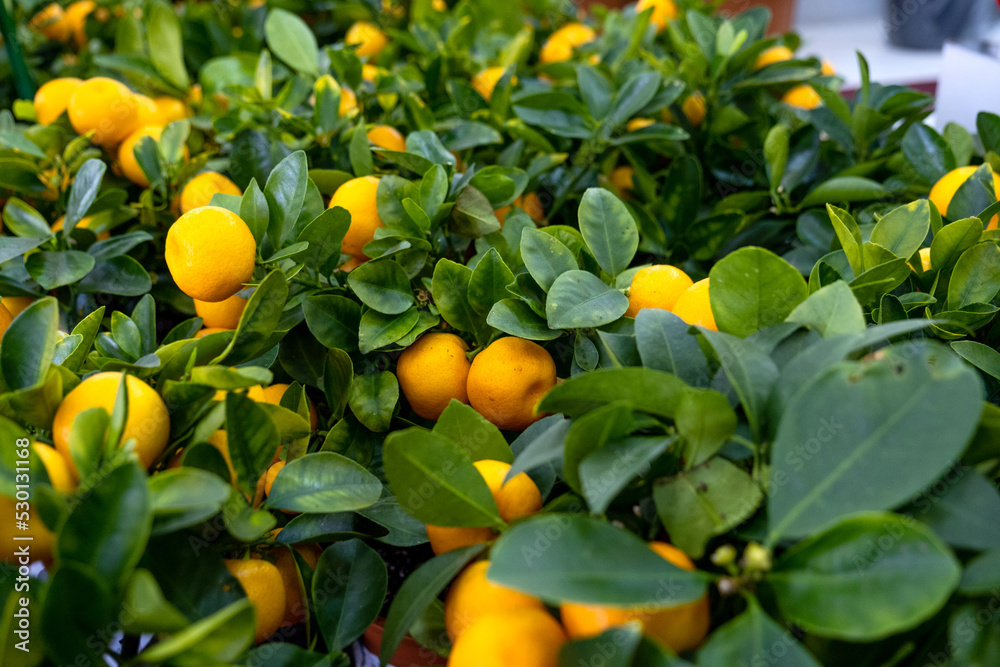Tangerine tree in a flower pot with fruits on the shelf of a flower shop. Indoor plant tangerine, buy as a gift, growing at home Tangerine tree in a flower pot with fruits on the shelf of a flower shop. Indoor plant tangerine, buy as a gift, growing at home