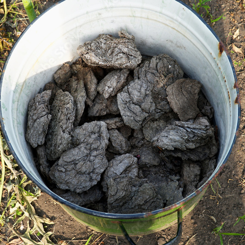 Dry manure fertilizer in bucket