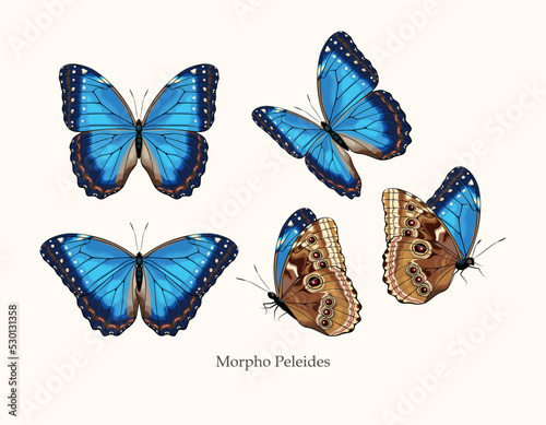 Morpho butterfly vector art in different views photo