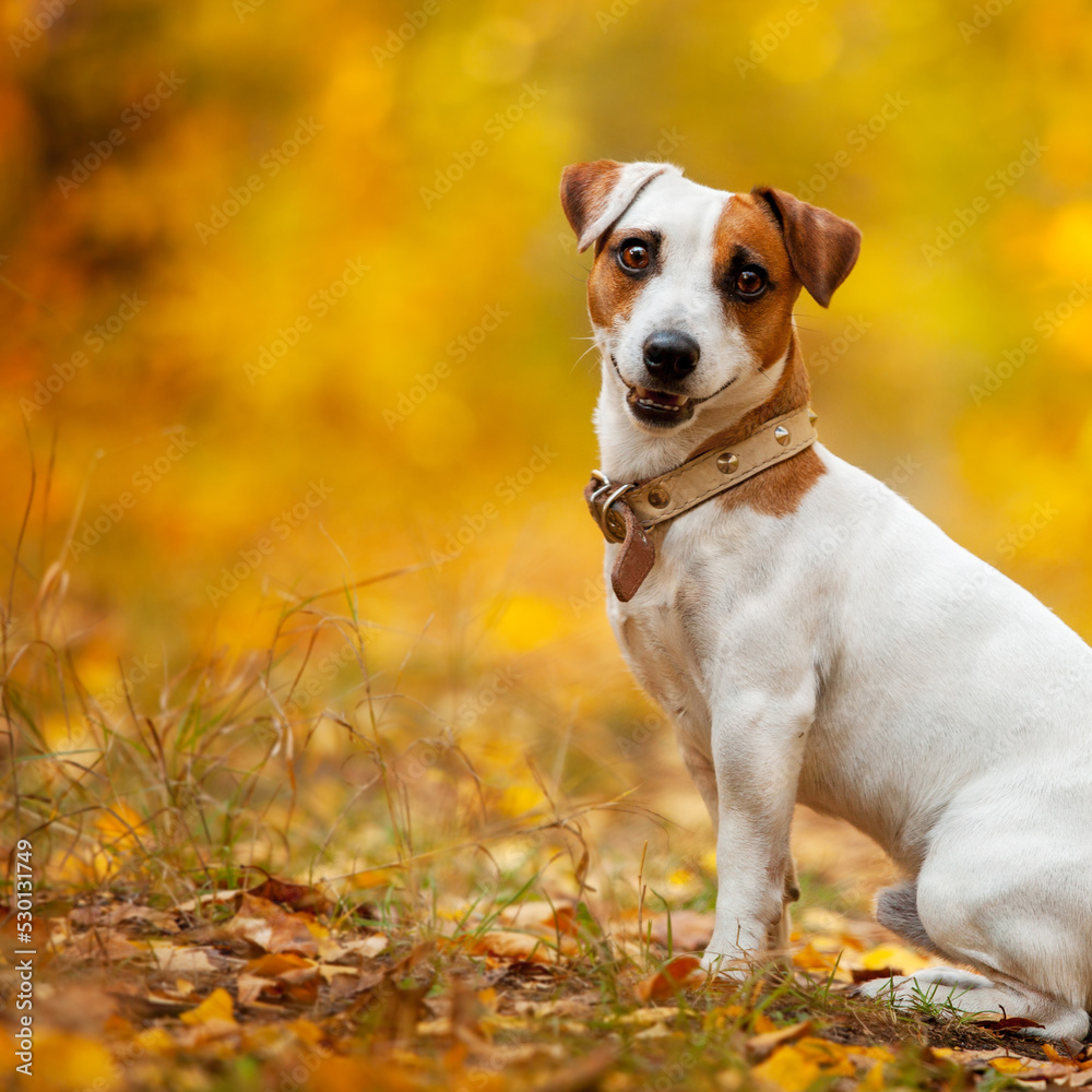 Happy dog outdoors