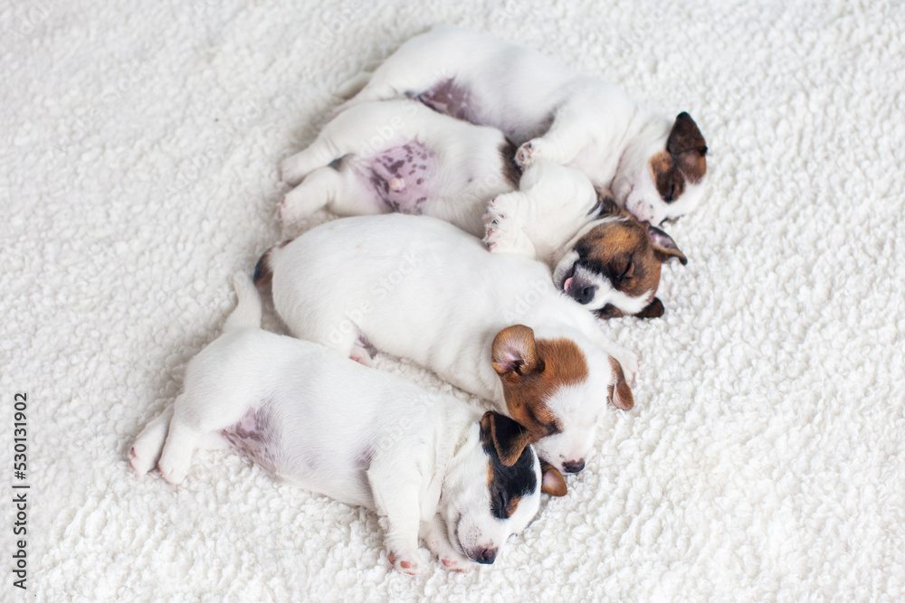 Fototapeta premium Newborn puppy sleeping