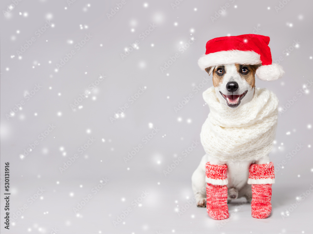 Happy dog in christmas hat Happy dog in christmas hat