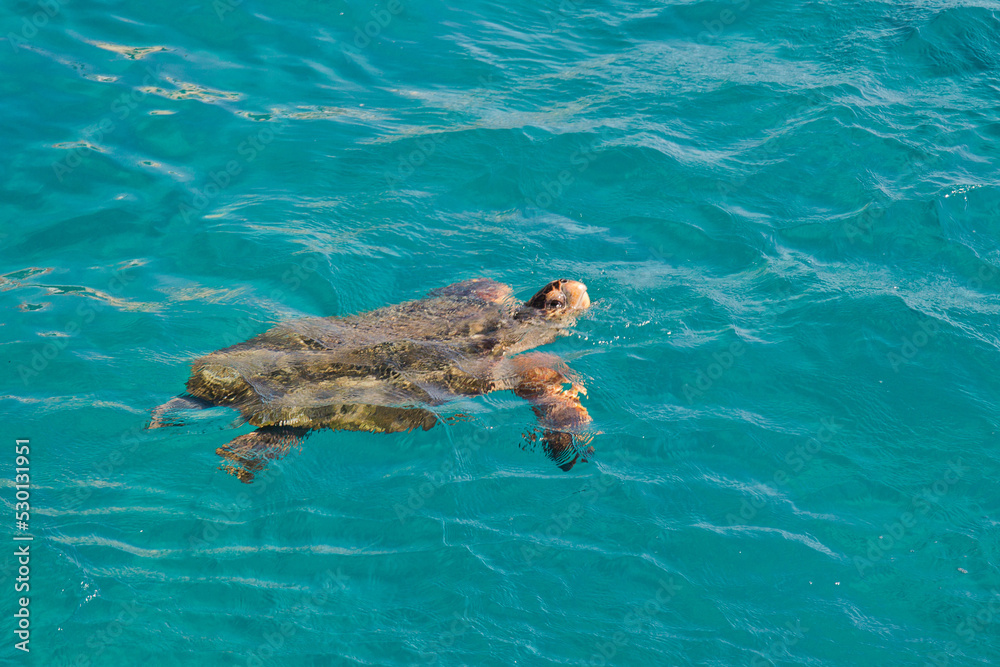 sea turtle (Caretta Caretta). Zakhyntos, Greece