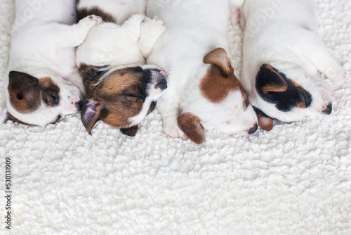 Newborn puppy sleeping Little dogs © Tatyana Gladskih