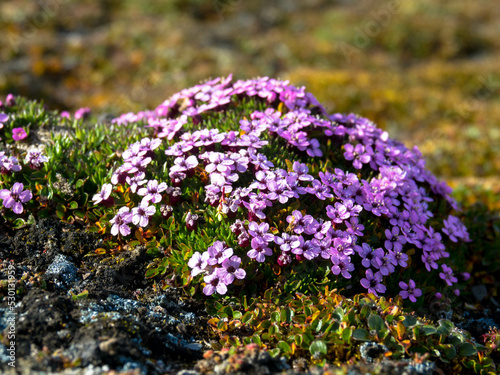 Close up of purple arctic flower called purple saxifrage on the island of Svalbard. Spitsbergen, Norway.