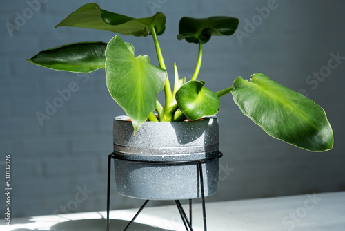 Philodendron Rugosum close-up in the interior. Houseplant Growing and caring for indoor plant photo