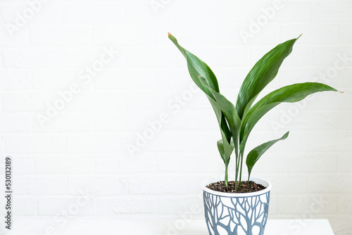 A new sprout of aspidistra close-up. A houseplant with stiff leaves and growing out of the ground. photo