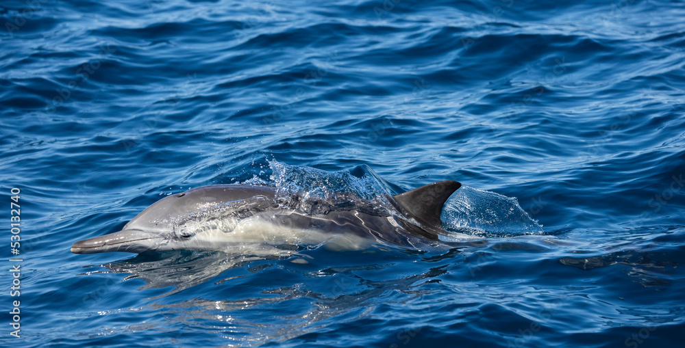 Naklejka premium dolphin in water, dolphin swimming in the water, Common dolphin 
