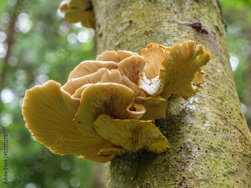 An Oyster Mushroom (Pleurotus pulmonarius) growing on the trunk of an alder tree
 photo