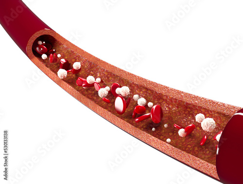 3d red blood cells and white blood cells flowing through vein photo