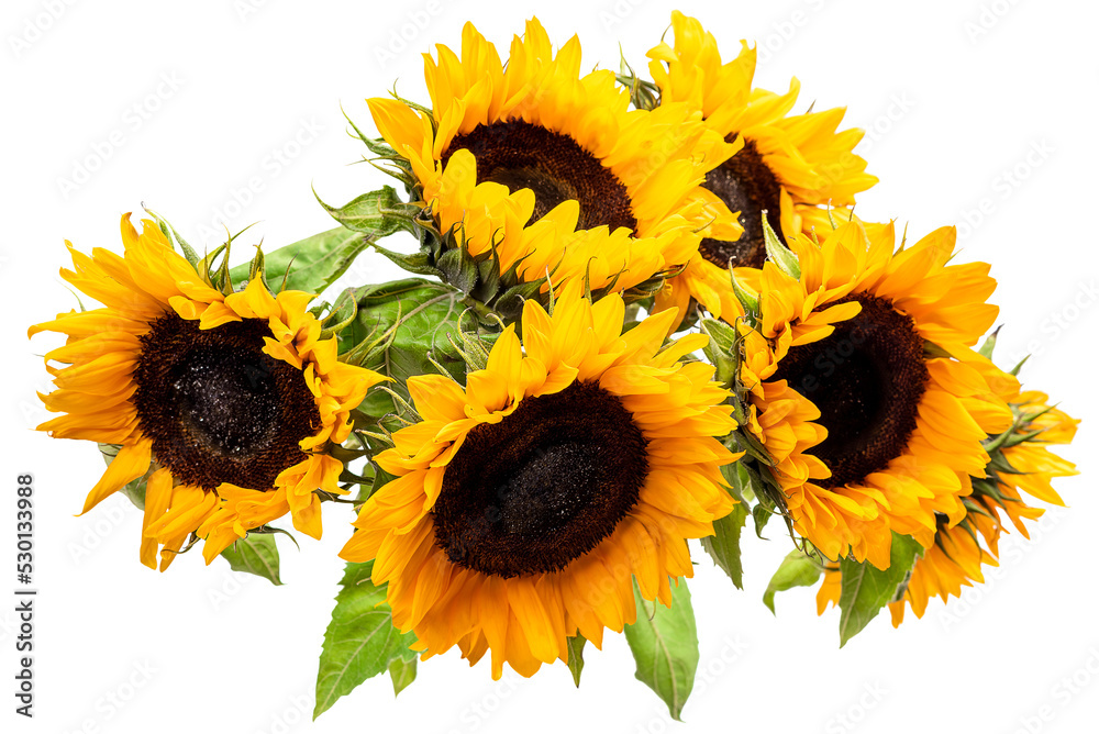 PNG, bouquet of decorative sunflowers