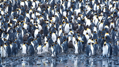 Photographie King penguin (Aptenodytes patagonicus) colony at Fortuna Bay, South Georgia Isla