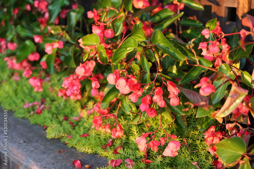 Obraz premium pink begonia 