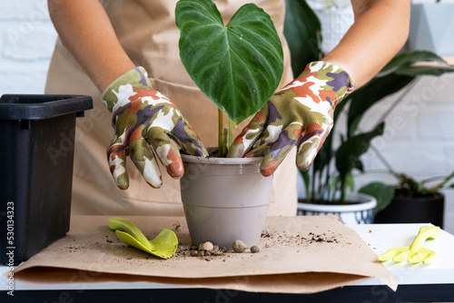 Transplanting a home plant Philodendron verrucosum into a pot with a face. A woman plants a stalk with roots in a new soil. Caring for a potted plant, hands close-up