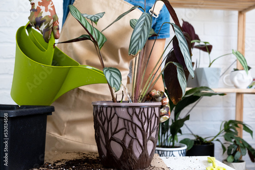 Transplanting a home plant Сtenanthe oppenheimiana into a new pot. A woman plants bush in a new soil. Caring and reproduction for a potted plant, hands close-up photo