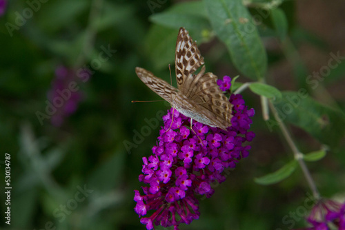 Silver-washed fritillary butterfly on buddleja davidii (summer lilac) flowers © teine