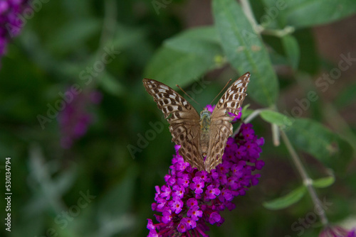 Silver-washed fritillary butterfly on buddleja davidii (summer lilac) flowers