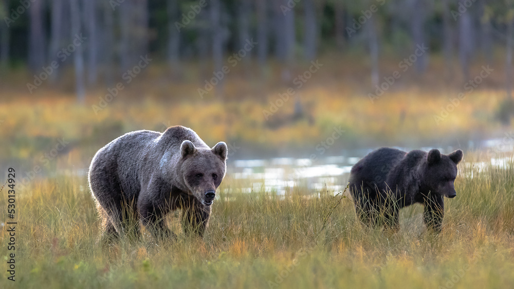 Braunbär in Finnland Braunbär in Finnland