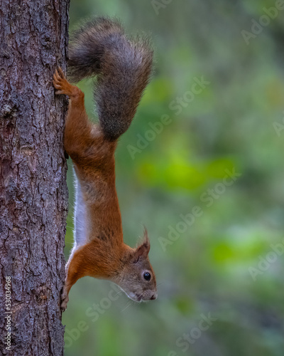 Eichhörnchen in Finnland © Andreas