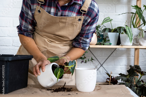 Transplanting a home plant Philodendron scandens Brazil into a pot with a face. A woman plants a stalk with roots in a new soil. Caring for a potted plant, hands close-up photo