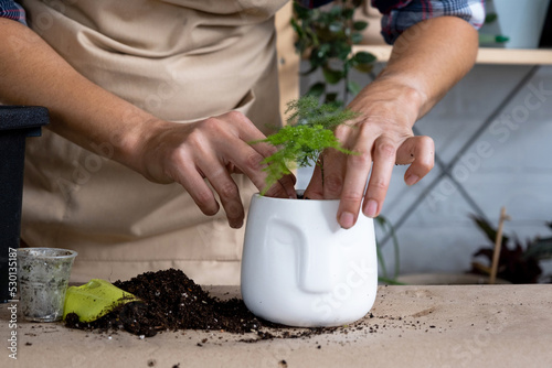 Transplanting a home plant asparagus into a pot with a face. A woman plants a stalk with roots in a new soil. Caring for a potted plant, hands close-up