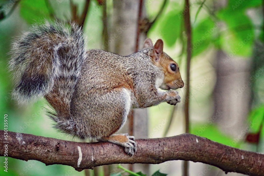 A beautiful portrait image of a wild squirrel in the forest. This forest is located in Preston, Lancashire and is home to many wildlife. A beautiful portrait image of a wild squirrel in the forest. This forest is located in Preston, Lancashire and is home to many wildlife.