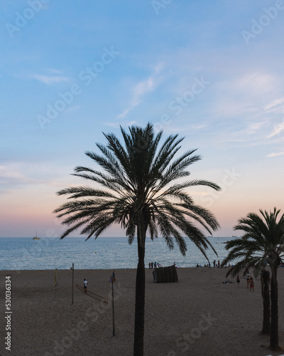 Palm tree  sea and beach during sunset