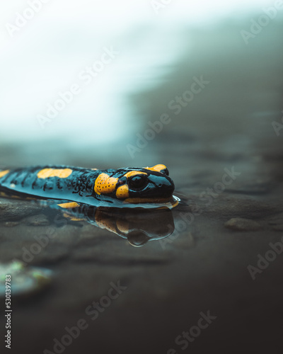 Fire salamander in a puddle outdoors.