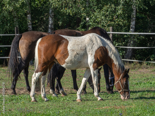 Grupa koni na ogrodzonej łące 